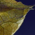 宝威体育app下载的优势与特色,助你畅享体育赛事乐趣 b2mio81co