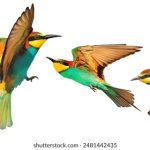 如何顺利完成乐鱼app下载,享受精彩游戏体验 e7wwfr6y