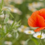 如何顺利完成i米体育登录,享受精彩赛事直播体验 hqsh8s